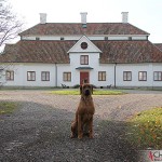 SE JV-12 Kadamo Rob Roy "Dexter" at Lagersberg's Mansion