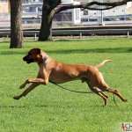 Dexter running in the park