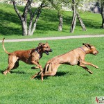 Dexter chasing Alva