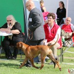 Tomas and Kadamo Nothing But Gold "Argos" running in the final ring