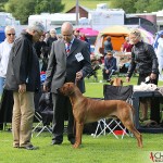 The judge, Tomas and SE JV-12 Kadamo Rob Roy "Dexter"