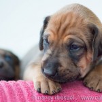 Caladesi Dexterridge litter – 4 weeks old