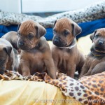 Caladesi Dexterridge litter – 4 weeks old