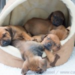 Caladesi Dexterridge litter – 5 weeks old