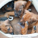 Caladesi Dexterridge litter – 6 weeks old