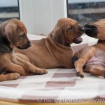 Caladesi Dexterridge litter – 6 weeks old