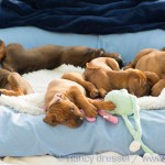 Caladesi Dexterridge litter – 7 weeks old