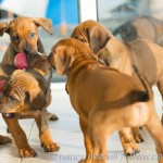 Caladesi Dexterridge litter – 7 weeks old