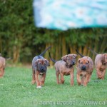 Caladesi Dexterridge litter – 7 weeks old