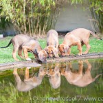 Caladesi Dexterridge litter – 8 weeks old