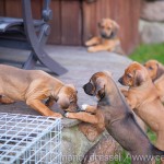 Caladesi Dexterridge litter – 8 weeks old