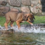 Caladesi Dexterridge litter – 8 weeks old