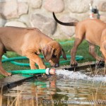 Caladesi Dexterridge litter – 8 weeks old