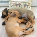 Caladesi Dexterridge litter – 8 weeks old