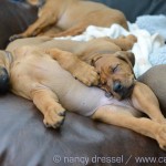 Caladesi Dexterridge litter – 8 weeks old