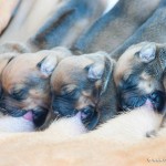 Caladesi Dexterridge litter - 1 week old