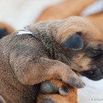 Caladesi Dexterridge litter - 1 week old