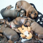 Caladesi Dexterridge litter – 3 week old