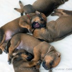 Caladesi Dexterridge litter – 2 week old