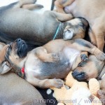 Caladesi Dexterridge litter – 3 week old