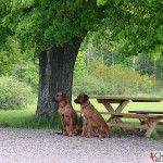 Dexter & Argos in the park at Mälsåker Manor