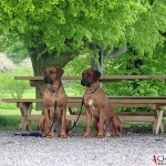 Dexter & Argos in the park at Mälsåker Manor