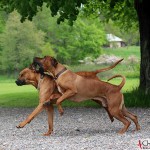 Dexter & Argos in the park at Mälsåker Manor