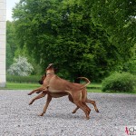 Dexter & Argos in the park at Mälsåker Manor