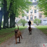 Argos & Dexter runs in the ally