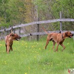 Kadamo Rob Roy "Dexter" & Kadamo Nothing But Gold "Argos"