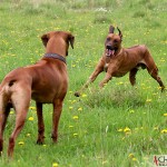 Kadamo Rob Roy "Dexter" & Kadamo Nothing But Gold "Argos"