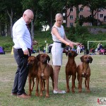 Kadamo breedersgroup - Dexter, Argos, Mira & Koya
