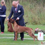 Kadamo Nothing But Gold "Argos"
