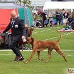 NORDUCH, EECH, SE JV-12 Kadamo Rob Roy “Dexter”