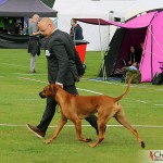 NORDUCH, EECH, SE JV-12 Kadamo Rob Roy “Dexter”