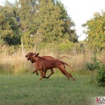 Hera chasing Dexter