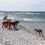 Tomas, Karin & Kadamodogs