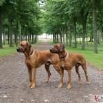 Dexter and Argos at the Castle of Stjernsund