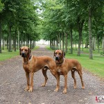 Dexter and Argos at the Castle of Stjernsund