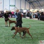 Kadamo Nothing But Gold "Argos"