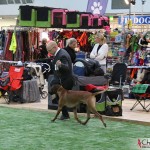 Kadamo Nothing But Gold "Argos"