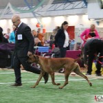 NORDUCH, EECH, SEJW-12 Kadamo Rob Roy "Dexter"