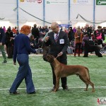 NORDUCH, EECH, SEJW-12 Kadamo Rob Roy "Dexter"