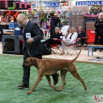 NORDUCH, EECH, SEJW-12 Kadamo Rob Roy "Dexter"