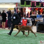 NORDUCH, EECH, SEJW-12 Kadamo Rob Roy "Dexter"