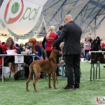 NORDUCH, EECH, SEJW-12 Kadamo Rob Roy "Dexter"