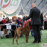 NORDUCH, EECH, SEJW-12 Kadamo Rob Roy "Dexter"