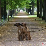 Argos and Dexter on "Norra Esplanadgatan"