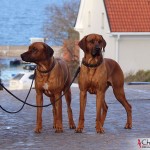 Dexter & Argos in the south square