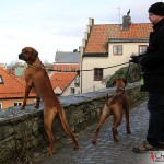 Dexter, Argos & Tomas in Visby